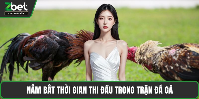 Nắm bắt thời gian thi đấu trong trận đá gà